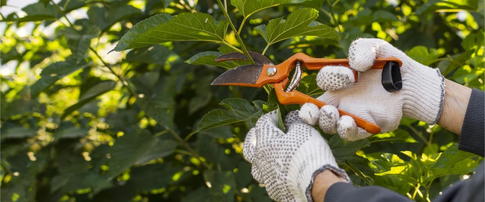 Jardinería - Grupo LYP